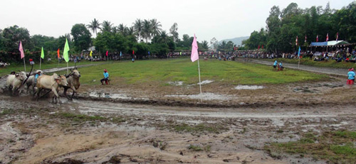 Tưng bừng Lễ hội đua bò Bảy Núi An Giang năm 2015 ảnh 1